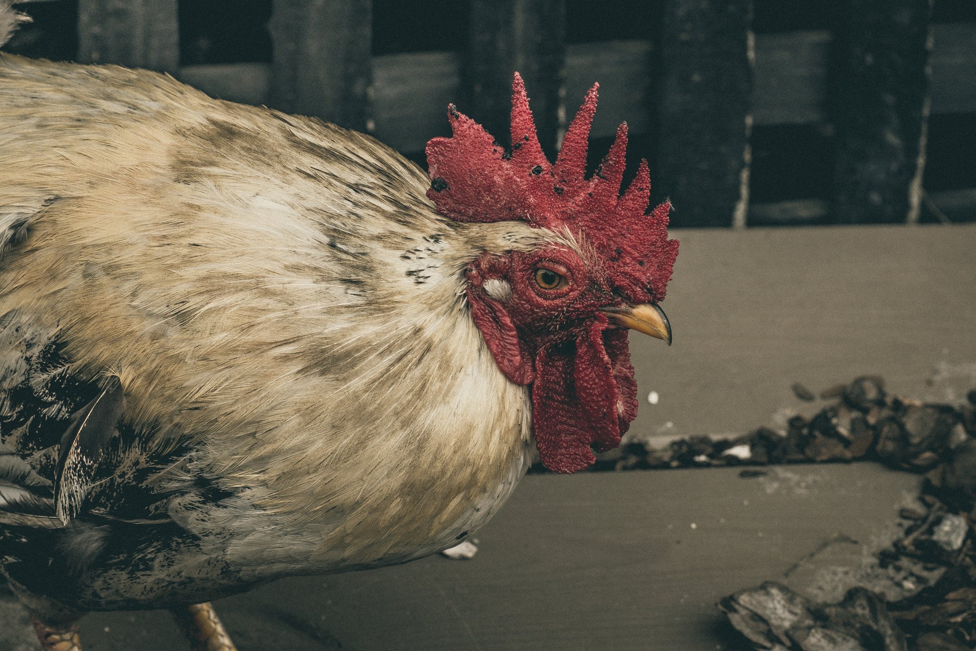 Rooster walking around Ybor